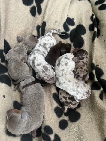 Litter of Mini Daschund puppies