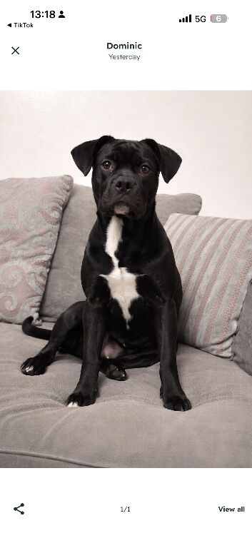 1 year 4 month old cane corso cross frenchie