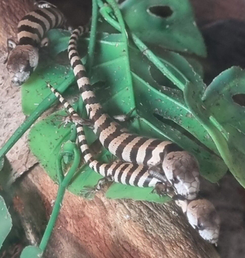 Pink tongue skinks