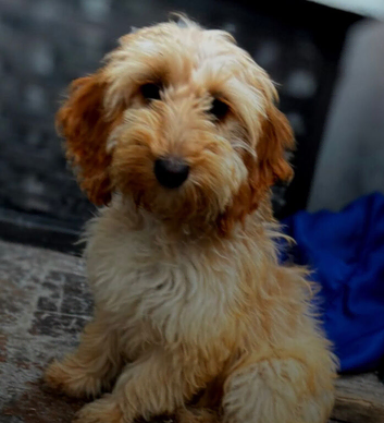 F1 miniature Female Cockapoo