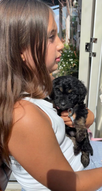9 week old girl cockapoo