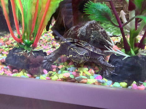 Musk turtle one year old