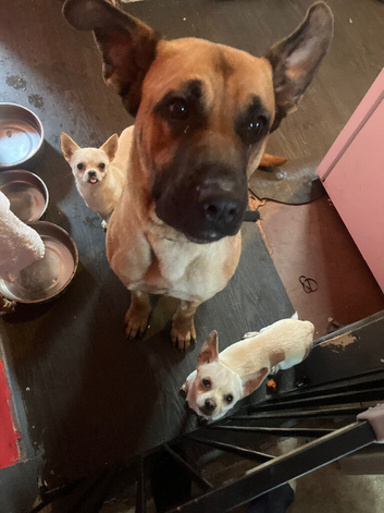 Cane corso cross German shepherd