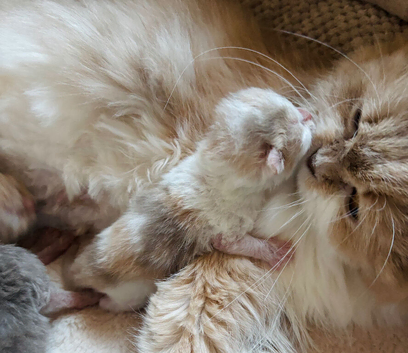 Adorable Scottish Fold Kittens