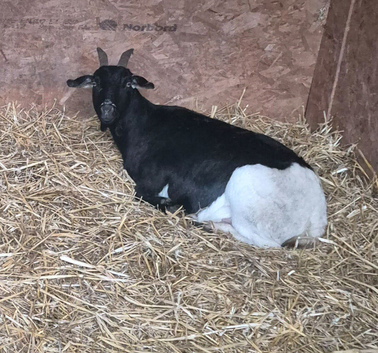 Pygmy Nanny could be pregnant.