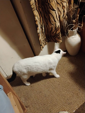 Mainly white cat Missing