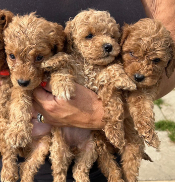 6 Beautiful Cockapoos