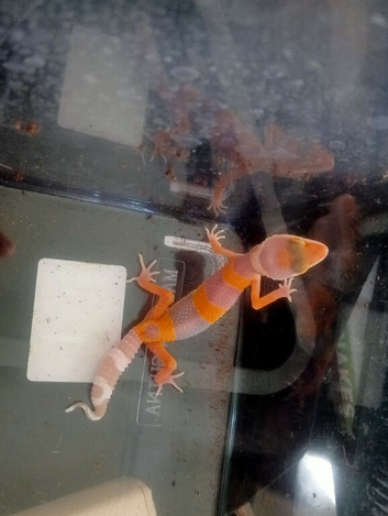 Baby leopard gecko