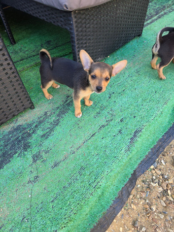Chorkie/Jacawawa