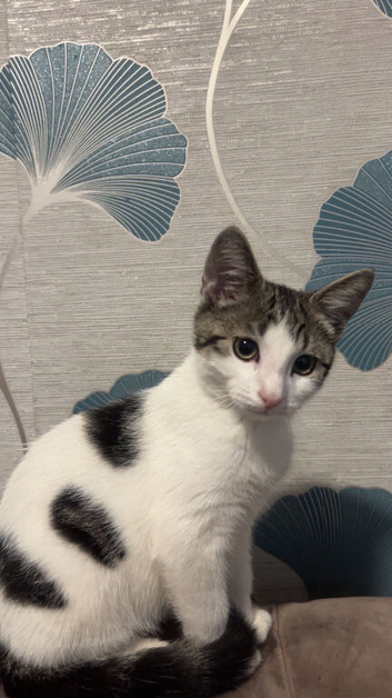 Kitten