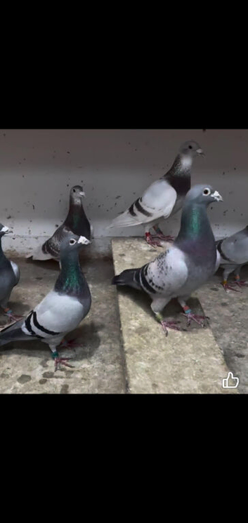 Good quality racing pigeons