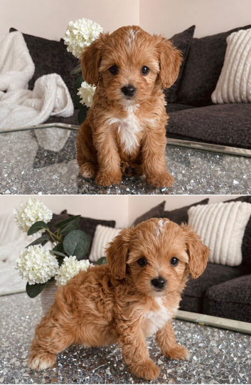 Asian Maltipoo