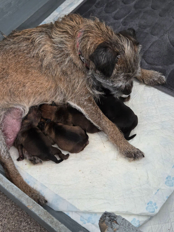 Border terrier puppies