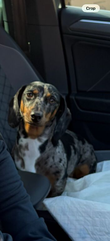 18 month old dachshund
