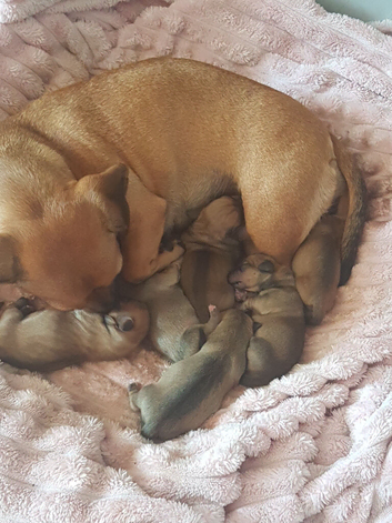 Dachshund cross jack russell puppies