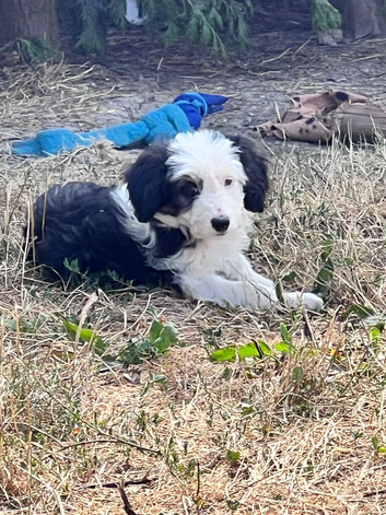 Lassie/Border Collie X Toy Poodle