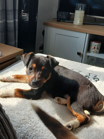 Jack russell