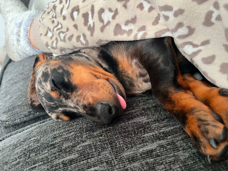 Male miniature dachshund