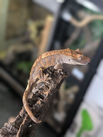 Baby crested geckos