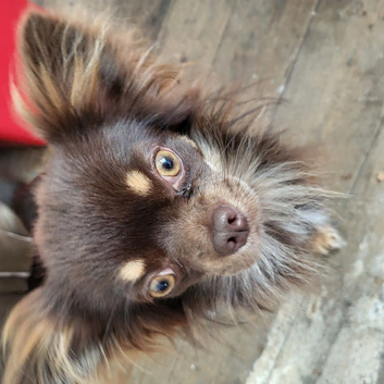 chihuahua chocolate colour