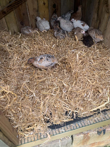 Jumbo Coturnix Quail hatching eggs