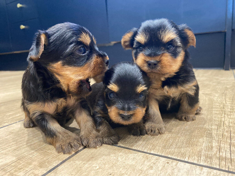TOY SIZE YORKSHIRE TERRIER BOYS