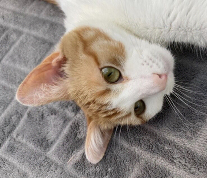 Kitten 1 year old