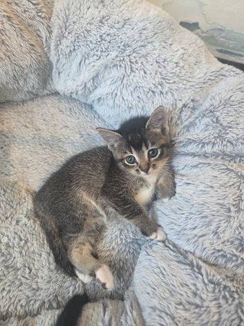 2 kittens left
