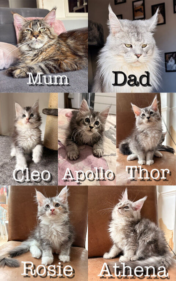 Beautiful Maine Coon Kittens