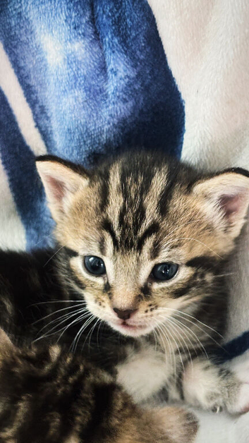 Beautiful Kittens Looking for Loving Homes