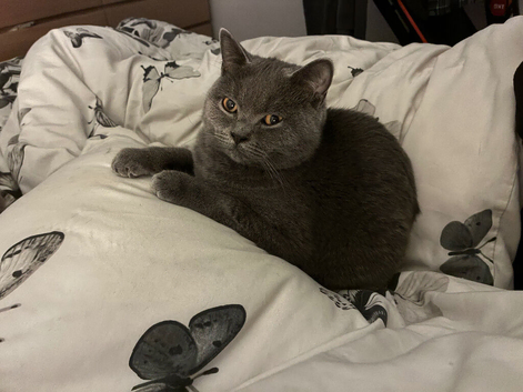 6 month old male kitten British shorthair