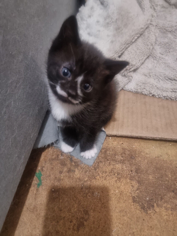 3 kittens