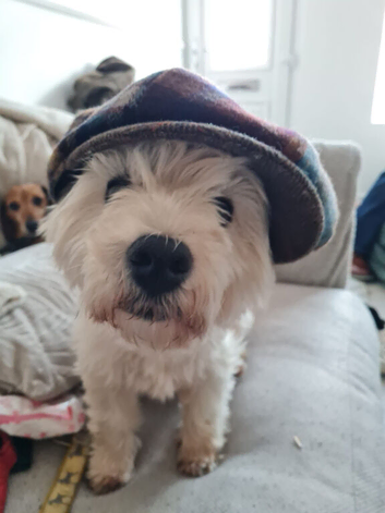 My KC regestired westies up for stud