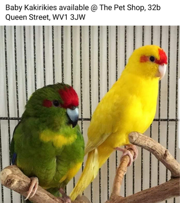 Stunning Kakirikies available