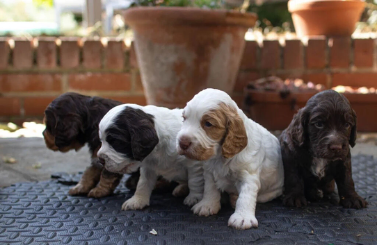 Excellent pedigree . Litter of 4 Handsome pups
