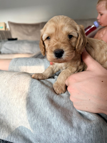 Beautiful cava- cockapoo poops for sale