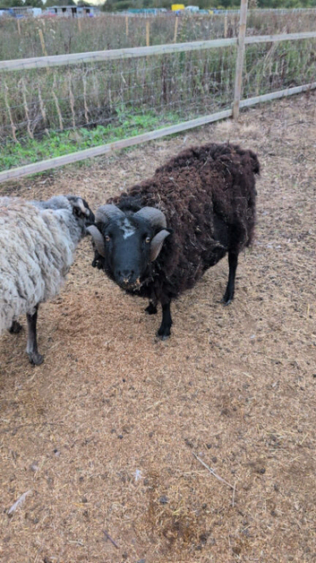 2 handsome rams