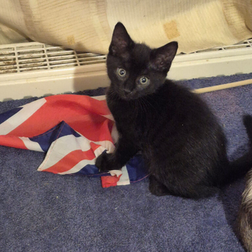 British short hair cross Norwegian forest cat