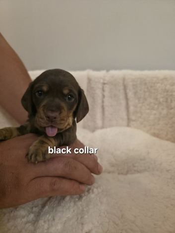 PEDIGREE KC MINIATURE DACHSHUND PUPPIES ️