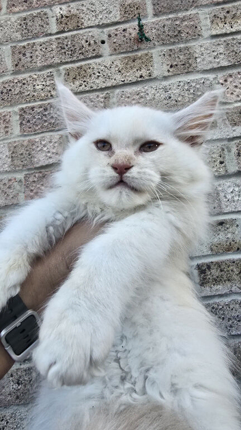 Championship maine coon kittens