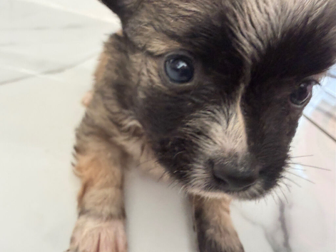 Pomchi