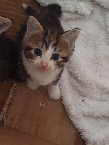 Beautiful female kitten