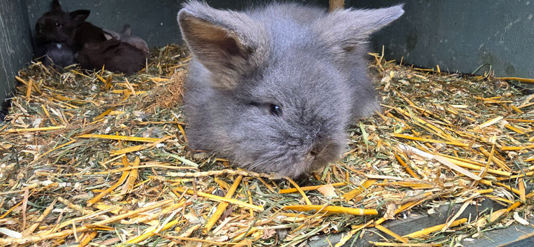 7.5 week lionhead babies