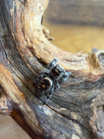 Tarantulas, jumping spiders and velvet spiders & millipedes!