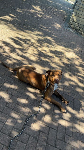 Cane Corso &times; Doberman Female