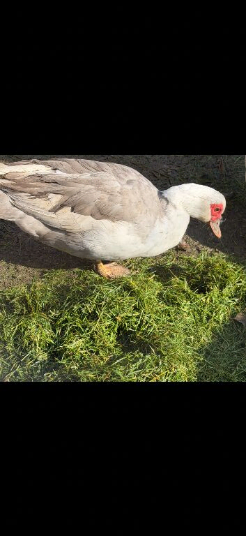 6 Muscovy hatching eggs