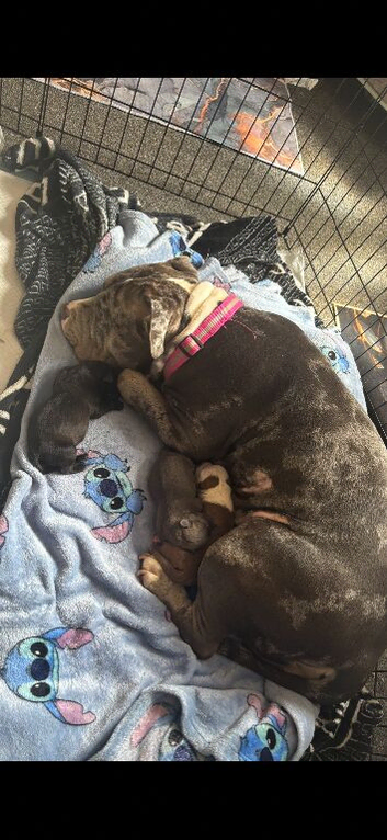 Pocket bully&rsquo;s for sale