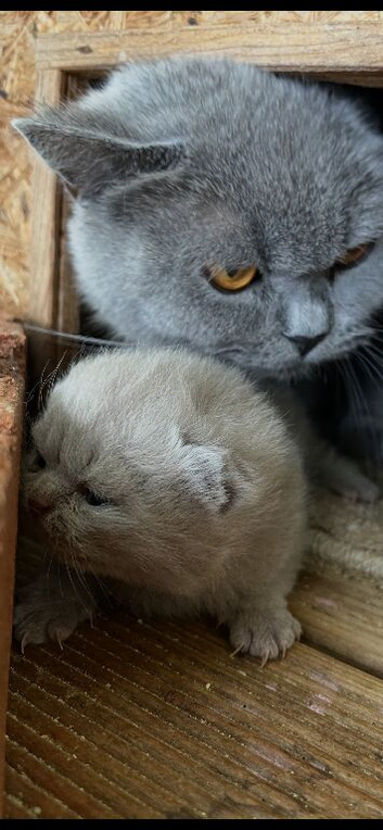 Lilac British shorthair