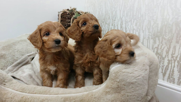 BEAUTIFUL RED TOY F1 COCKAPOO PUPPIES