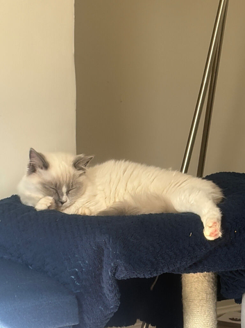 My beautiful ragdoll kitten Loki